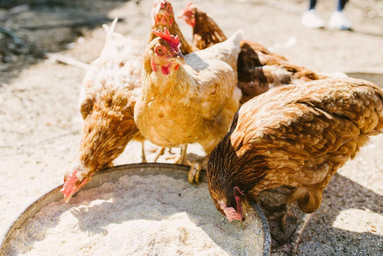 Finca El Patio لوس رياليخوس المظهر الخارجي الصورة